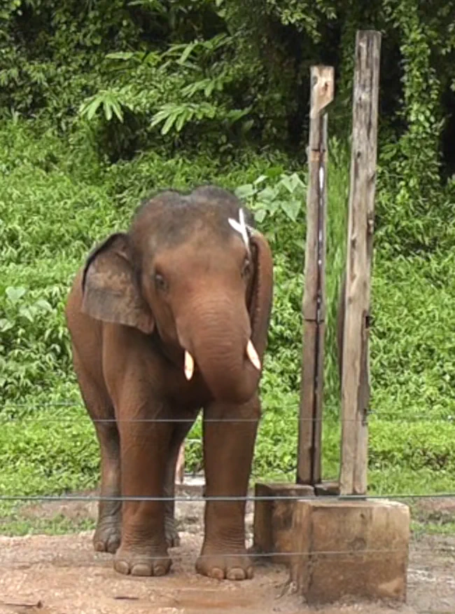 An Asian elephant standing before a mirror touching a white X mark on its forehead with its trunk.